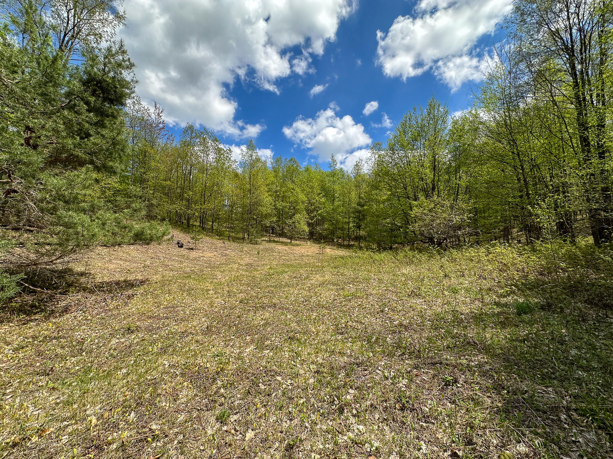 5320 East 18 Road Manton, MI 49663 - Photo 44 of 57 Clearing