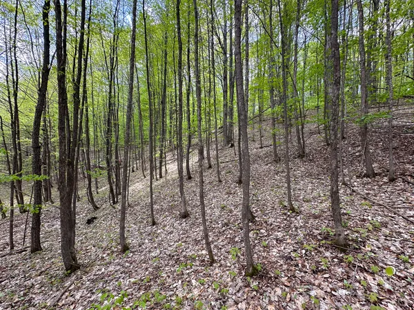 $500,000 | 5320 East 18 Road, Manton, MI 49663