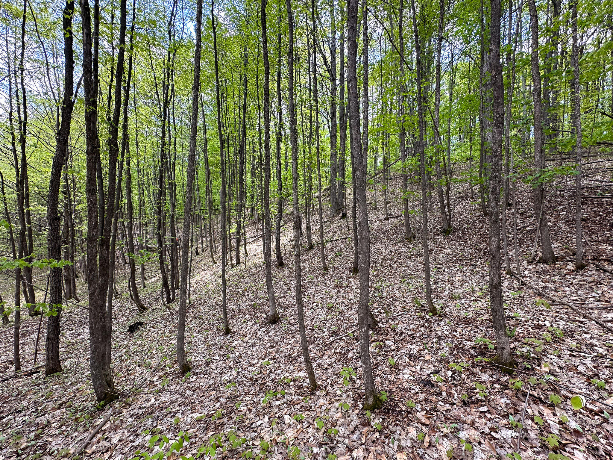 5320 East 18 Road Manton, MI 49663 - Photo 45 of 57 Woods 1