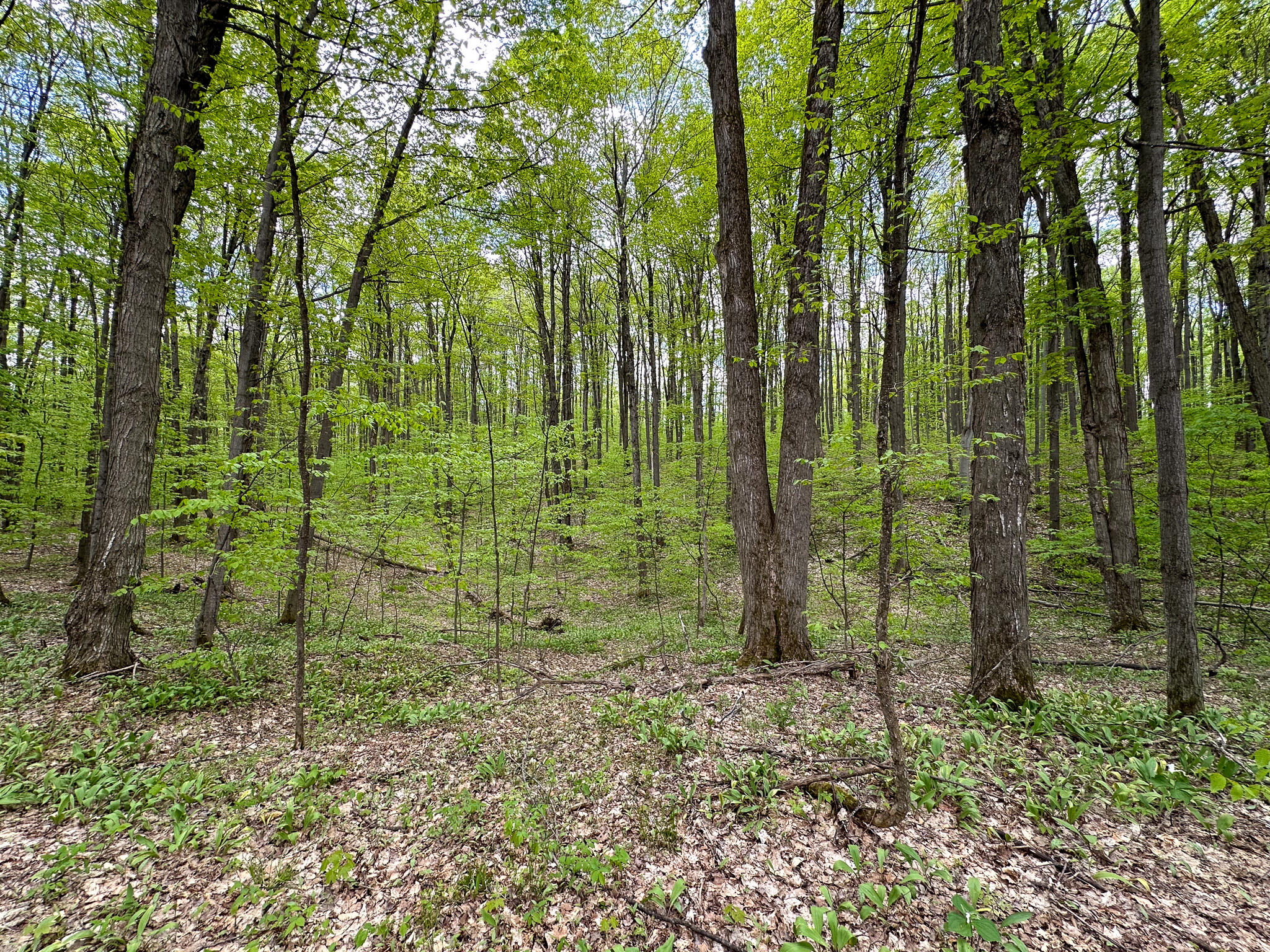 5320 East 18 Road Manton, MI 49663 - Photo 46 of 57 Woods 2