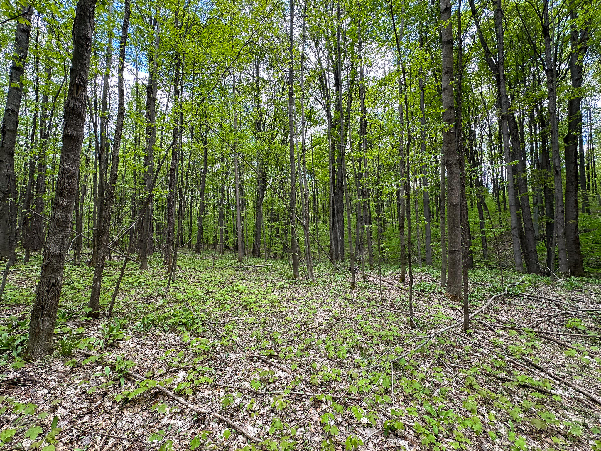 5320 East 18 Road Manton, MI 49663 - Photo 47 of 57 Woods 3