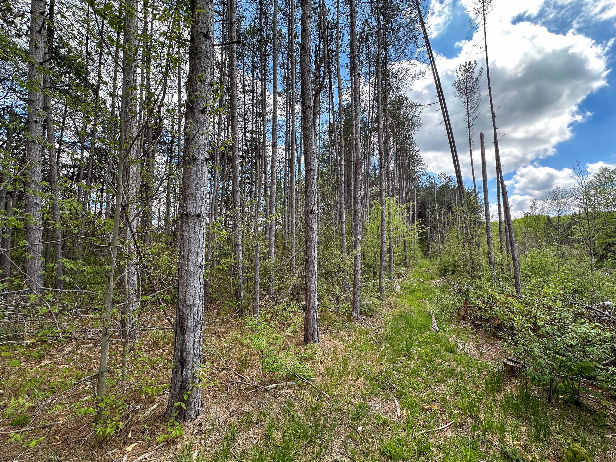5320 East 18 Road Manton, MI 49663 - Photo 49 of 57 Pine Line