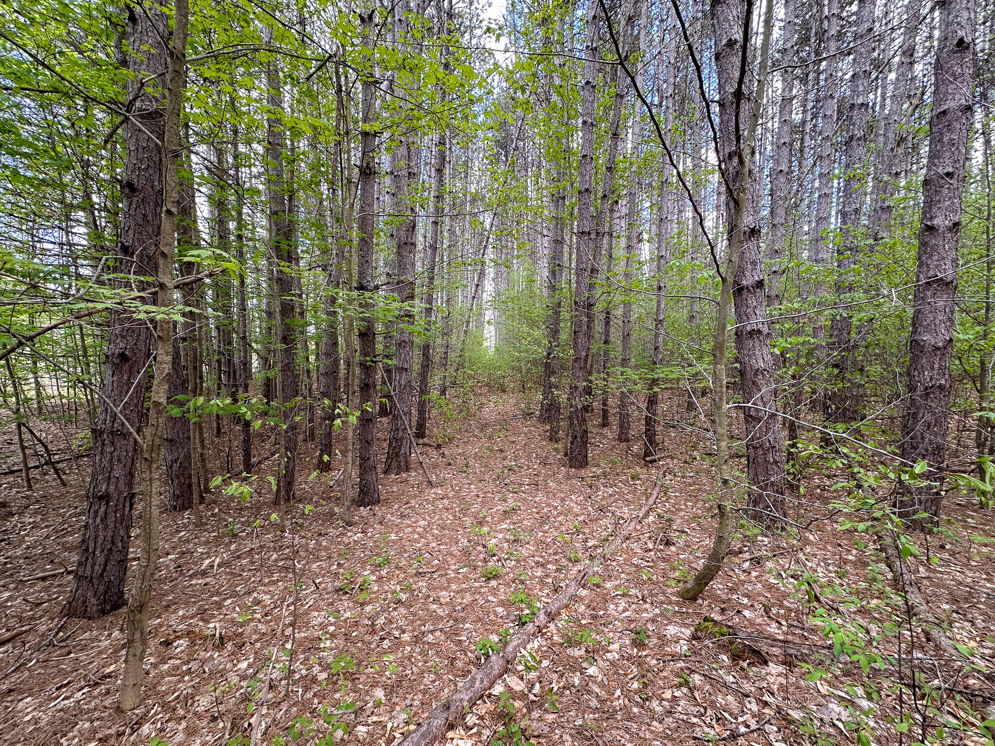 5320 East 18 Road Manton, MI 49663 - Photo 50 of 57 Pines