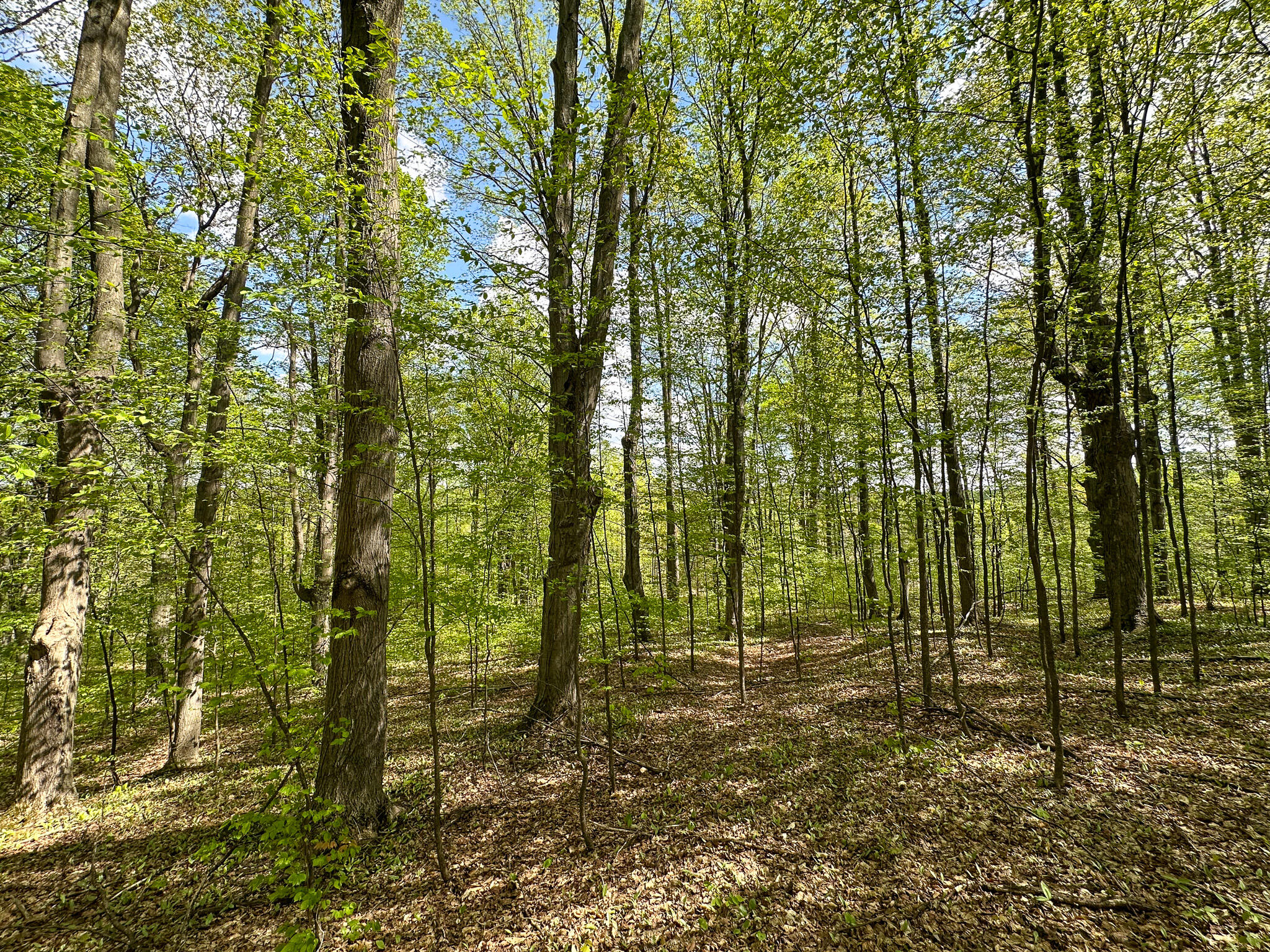 5320 East 18 Road Manton, MI 49663 - Photo 53 of 57 Maples 2