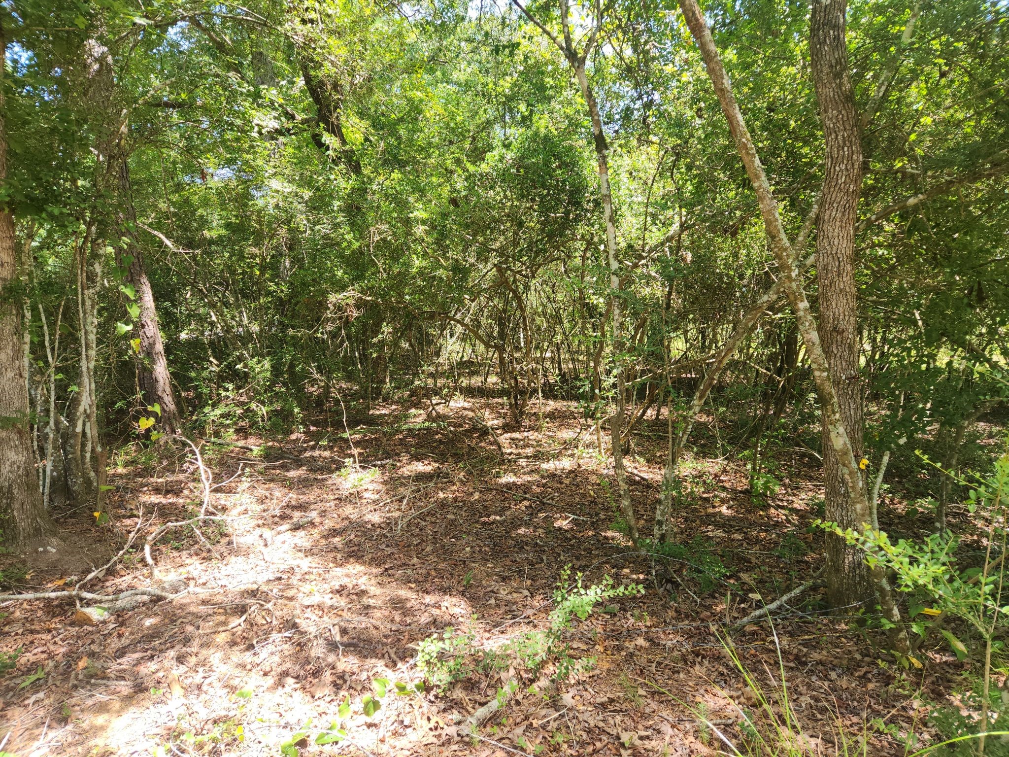 281 West Sierra Road Coldspring, TX 77331 - Photo 36 of 45