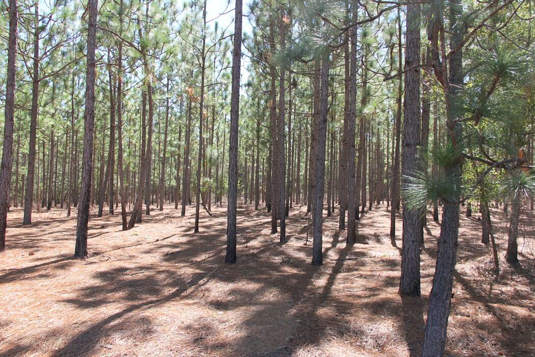 0 Moonlight Road Williston, SC 29853 - Photo 1 of 11 IMG_9193