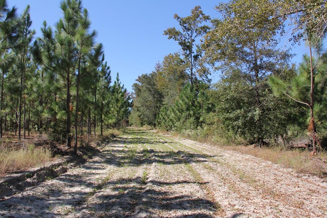 0 Moonlight Road Williston, SC 29853 - Photo 2 of 11 IMG_9192