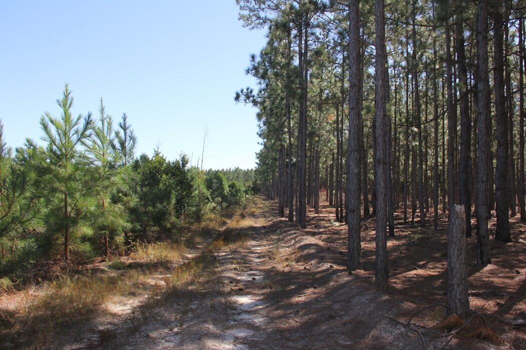 0 Moonlight Road Williston, SC 29853 - Photo 4 of 11 IMG_9197