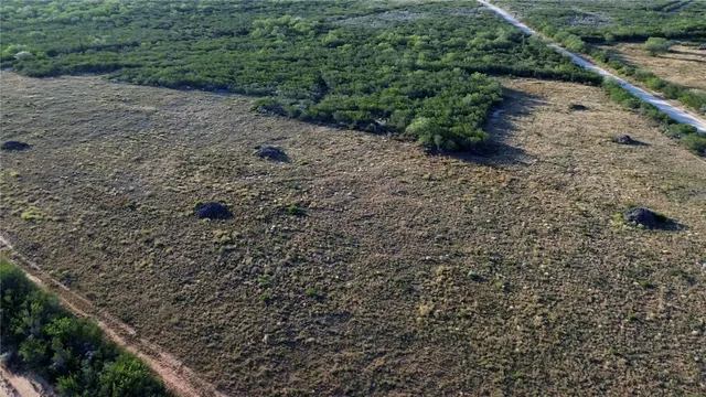 a view of a yard with plants and large trees