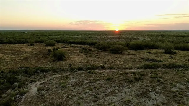 a view of a dry yard with large trees