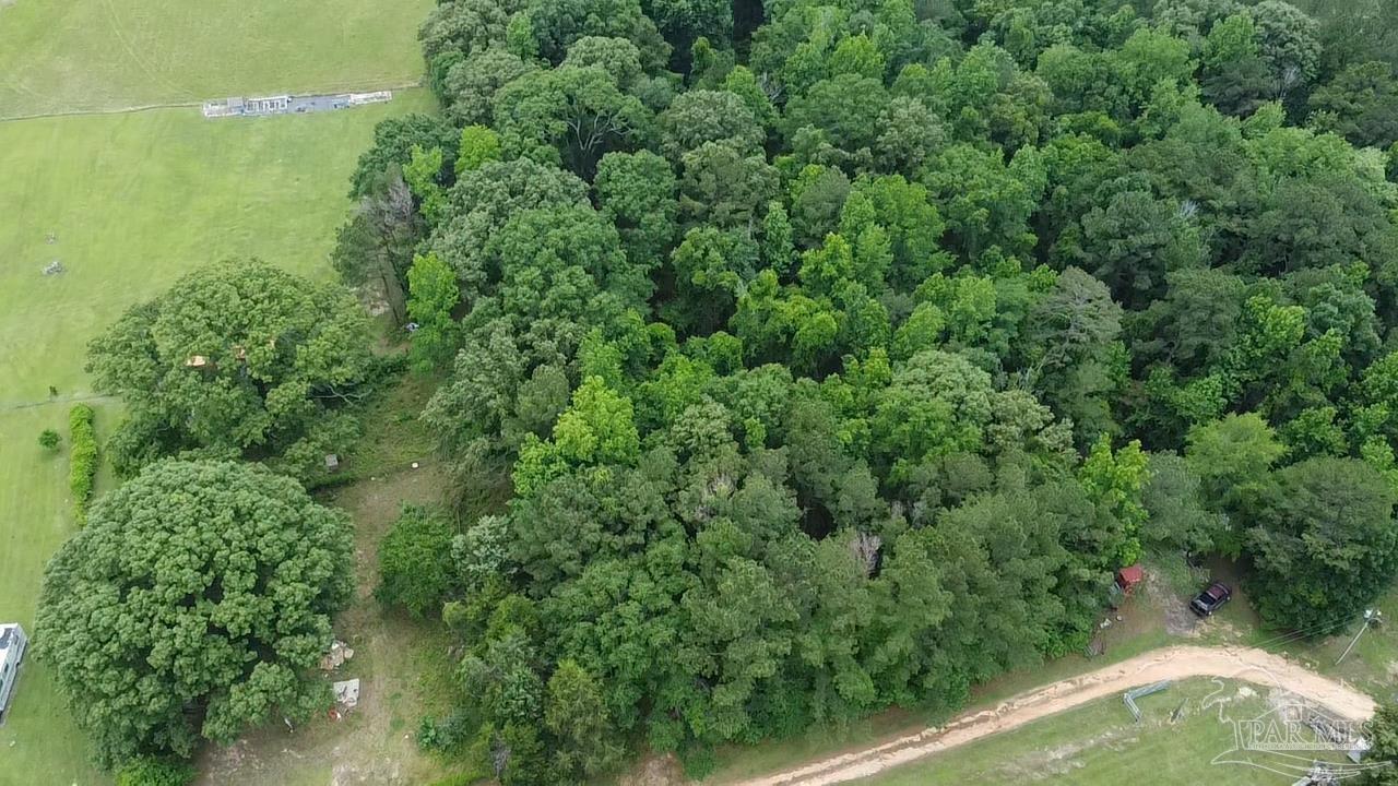 68697 Scranage Road Atmore, AL 36502 - Photo 3 of 9 a view of a forest from a window