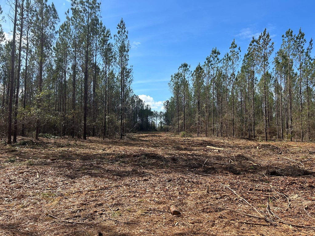 Lot 3-15 -ac Cottonwood Rd/ Phillips Road Cottonwood, AL 36320 - Photo 26 of 49