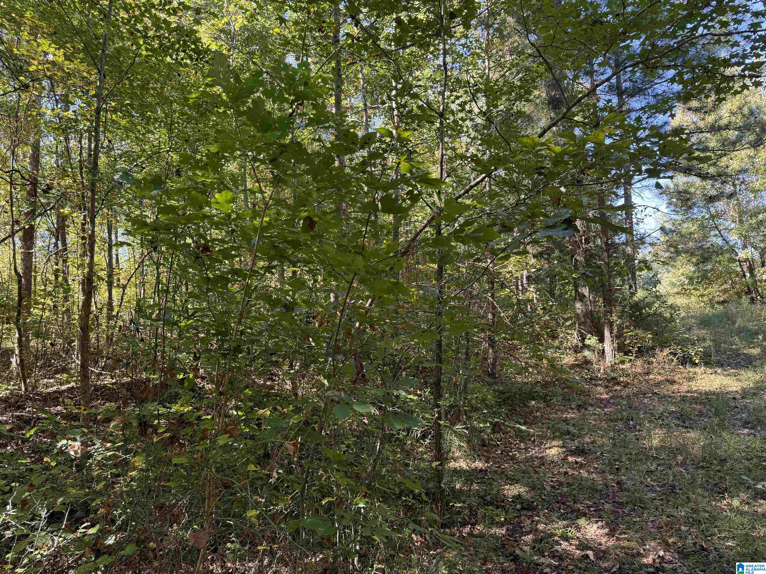 2361 New County Line Road Sylacauga, AL 35151 - Photo 12 of 35