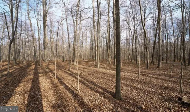 a view of a forest with a tree