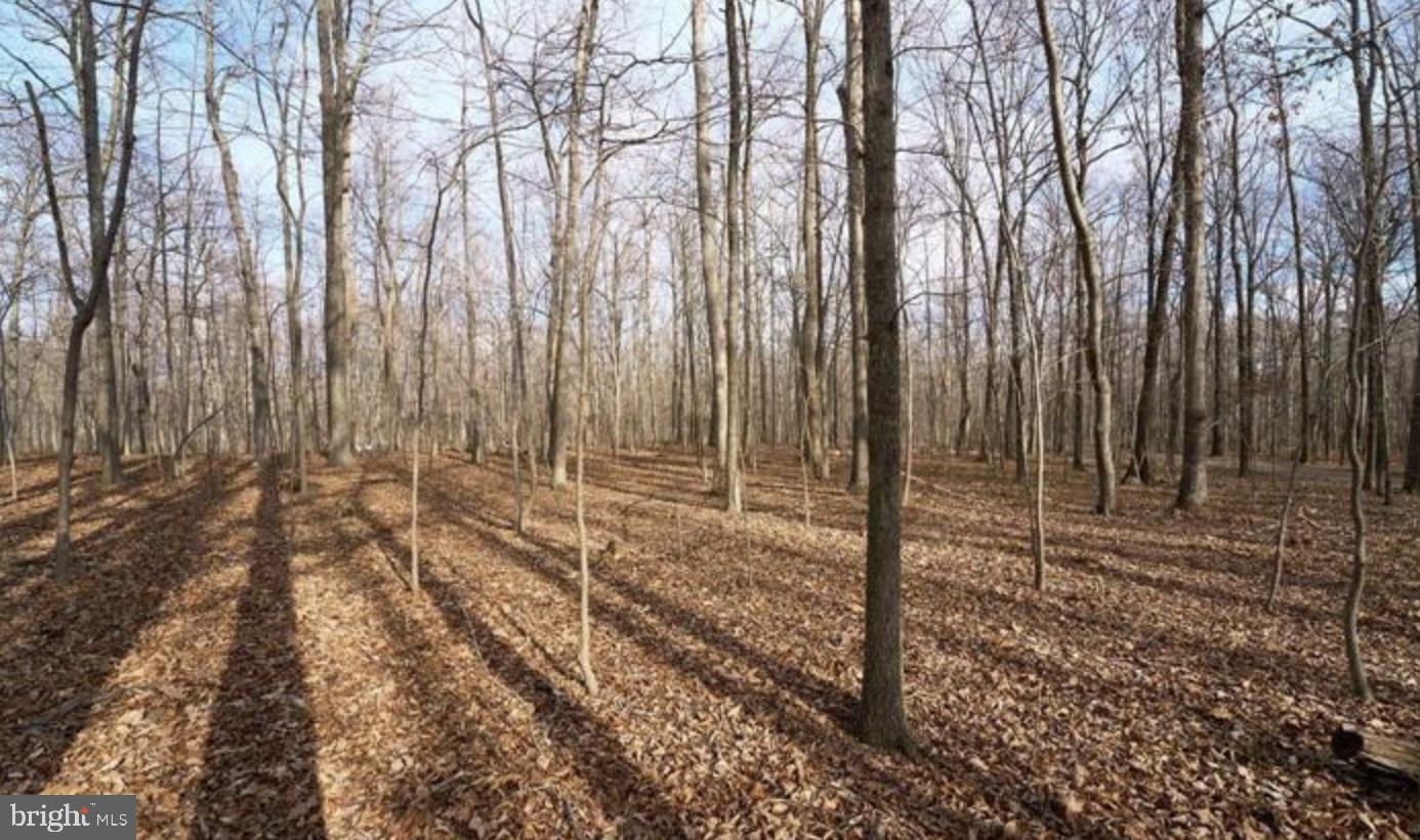 2001 Mountain Road Haymarket, VA 20169 - Photo 5 of 7 a view of a backyard with trees