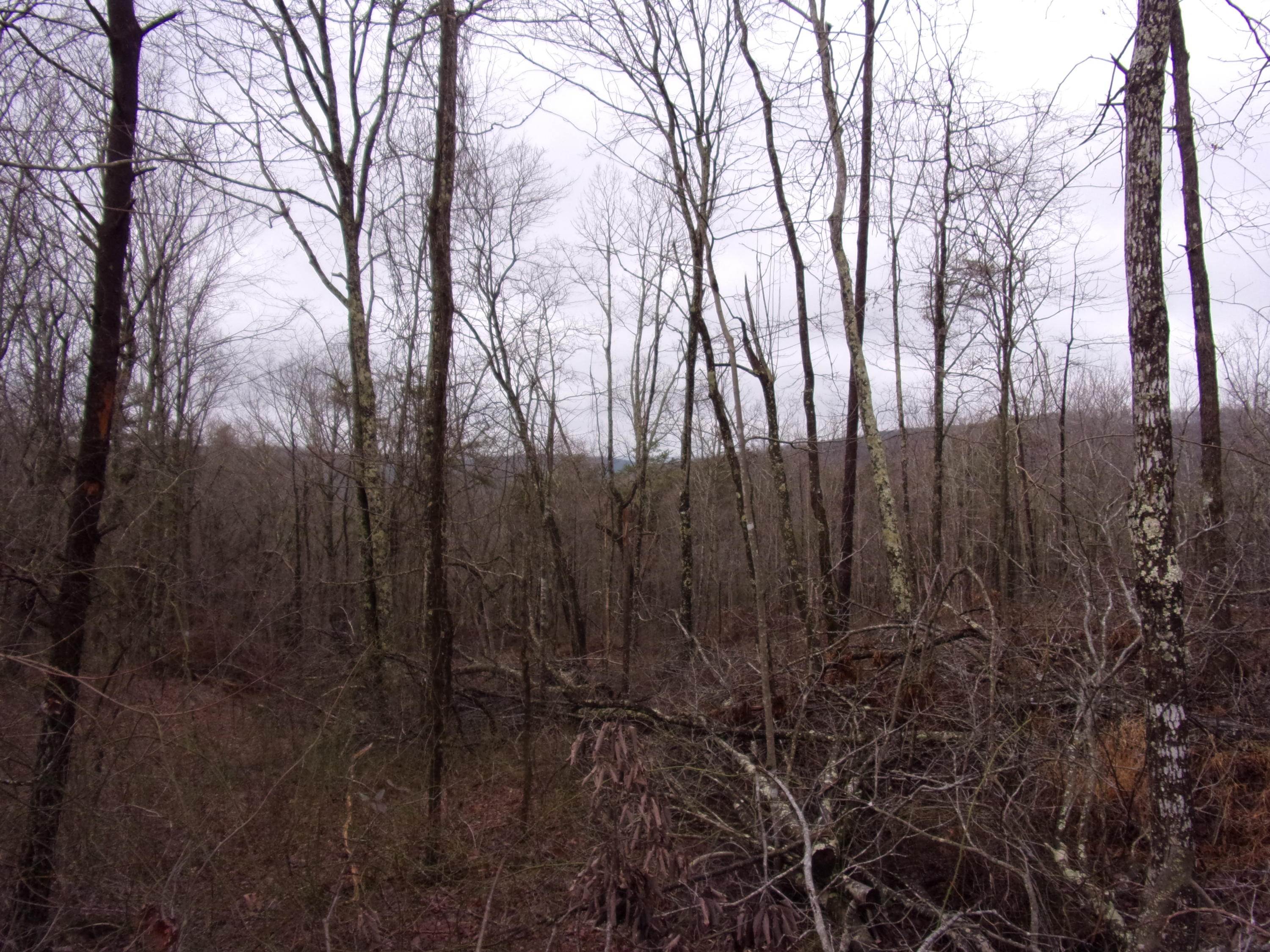529 Bowater Road Pikeville, TN 37367 - Photo 11 of 61 101_2291