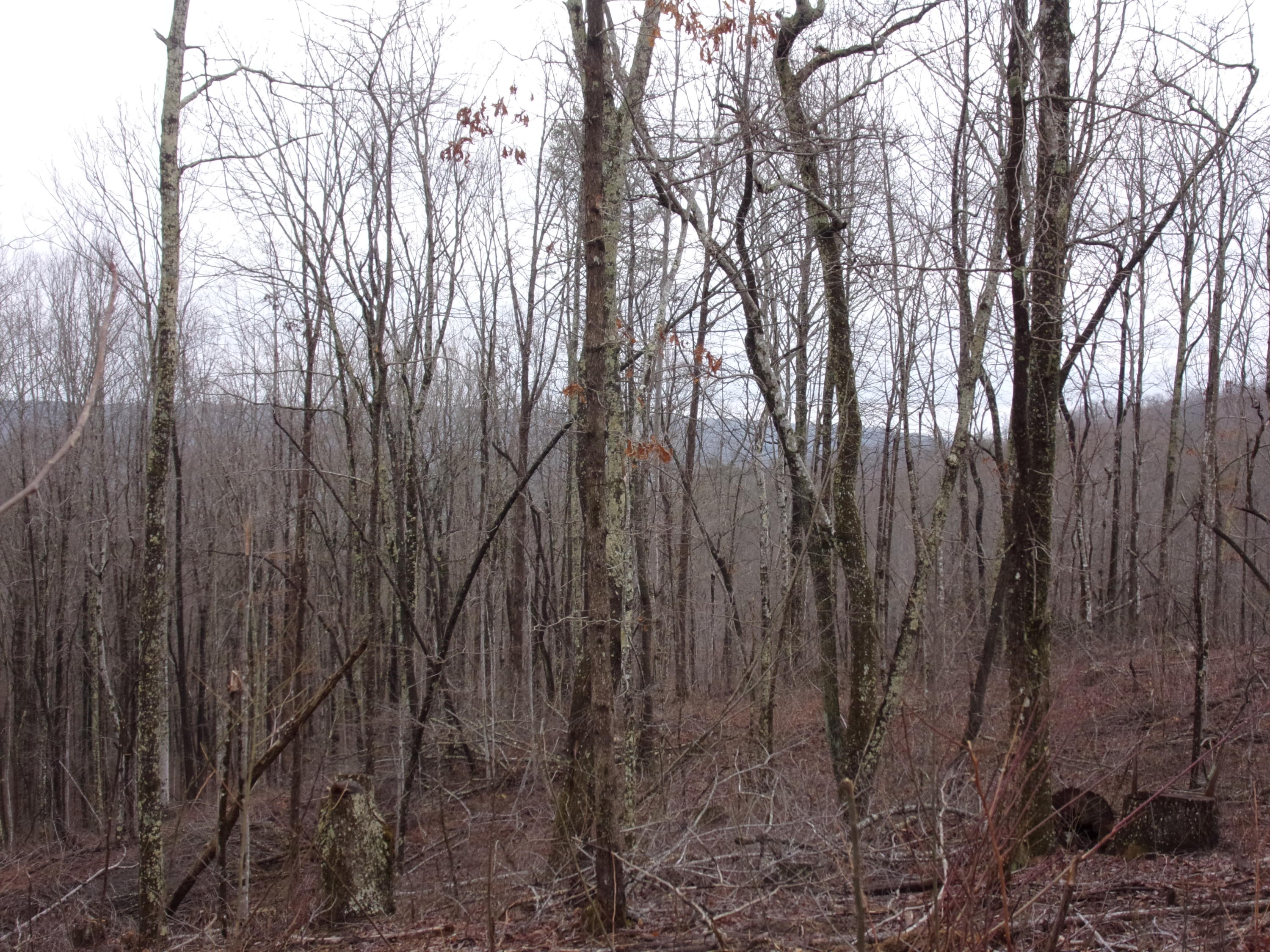 529 Bowater Road Pikeville, TN 37367 - Photo 13 of 61 101_2293