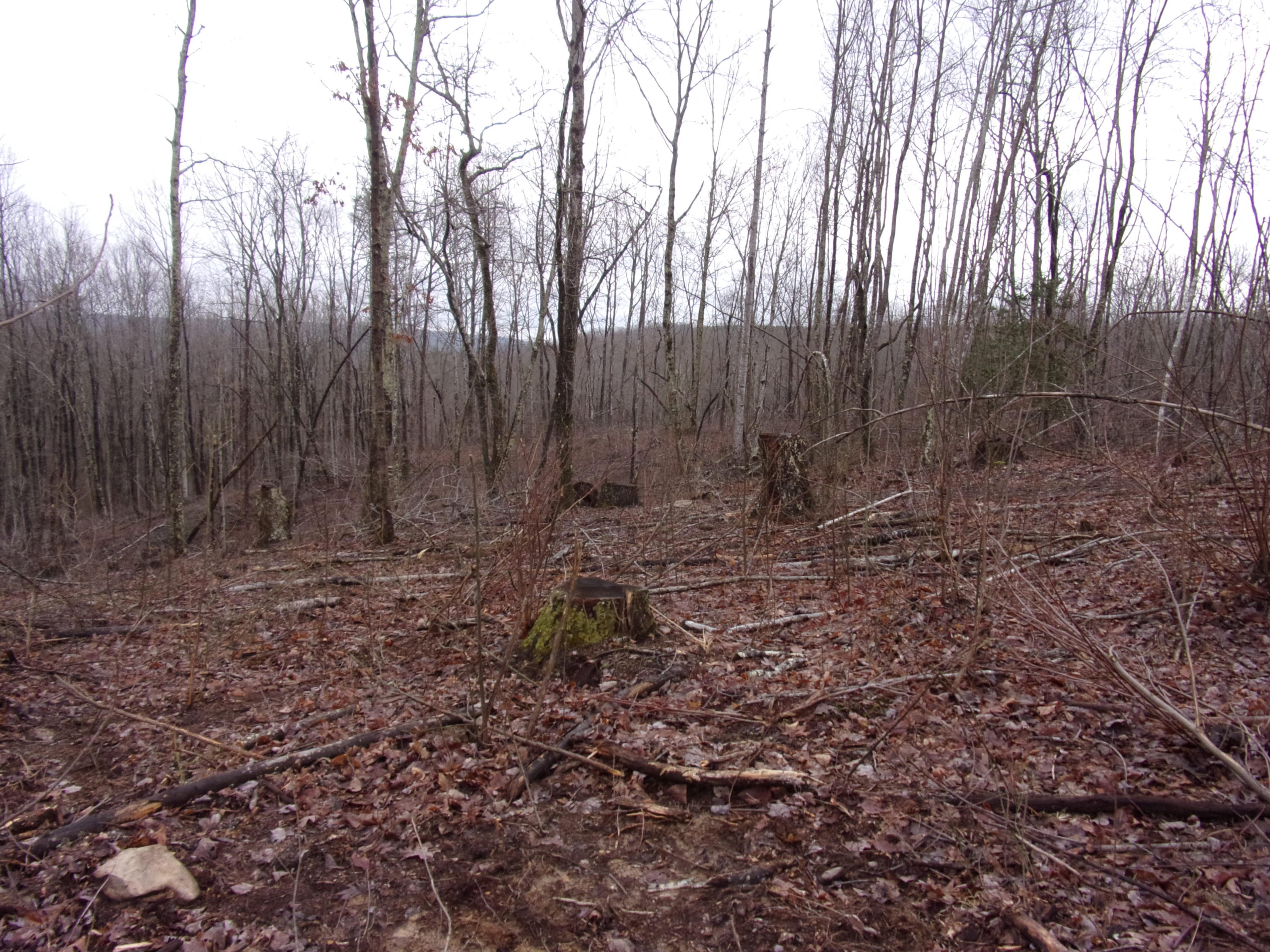 529 Bowater Road Pikeville, TN 37367 - Photo 14 of 61 101_2294