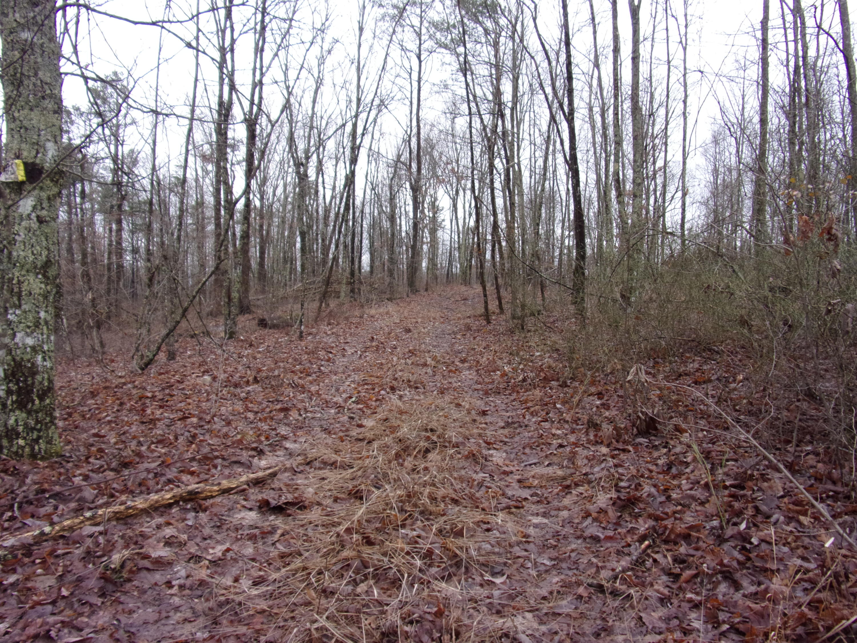 529 Bowater Road Pikeville, TN 37367 - Photo 22 of 61 101_2306