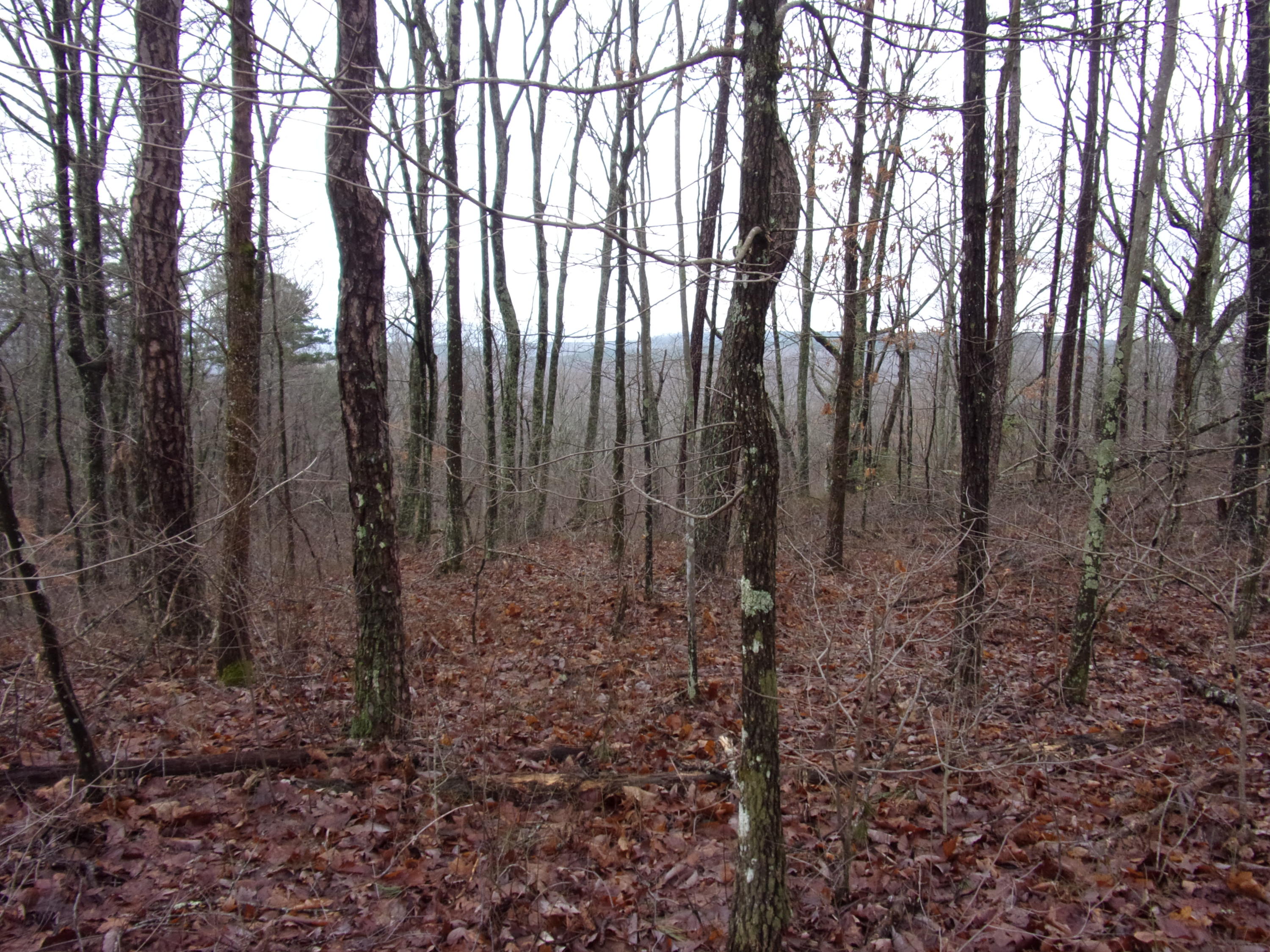 529 Bowater Road Pikeville, TN 37367 - Photo 30 of 61 101_2316