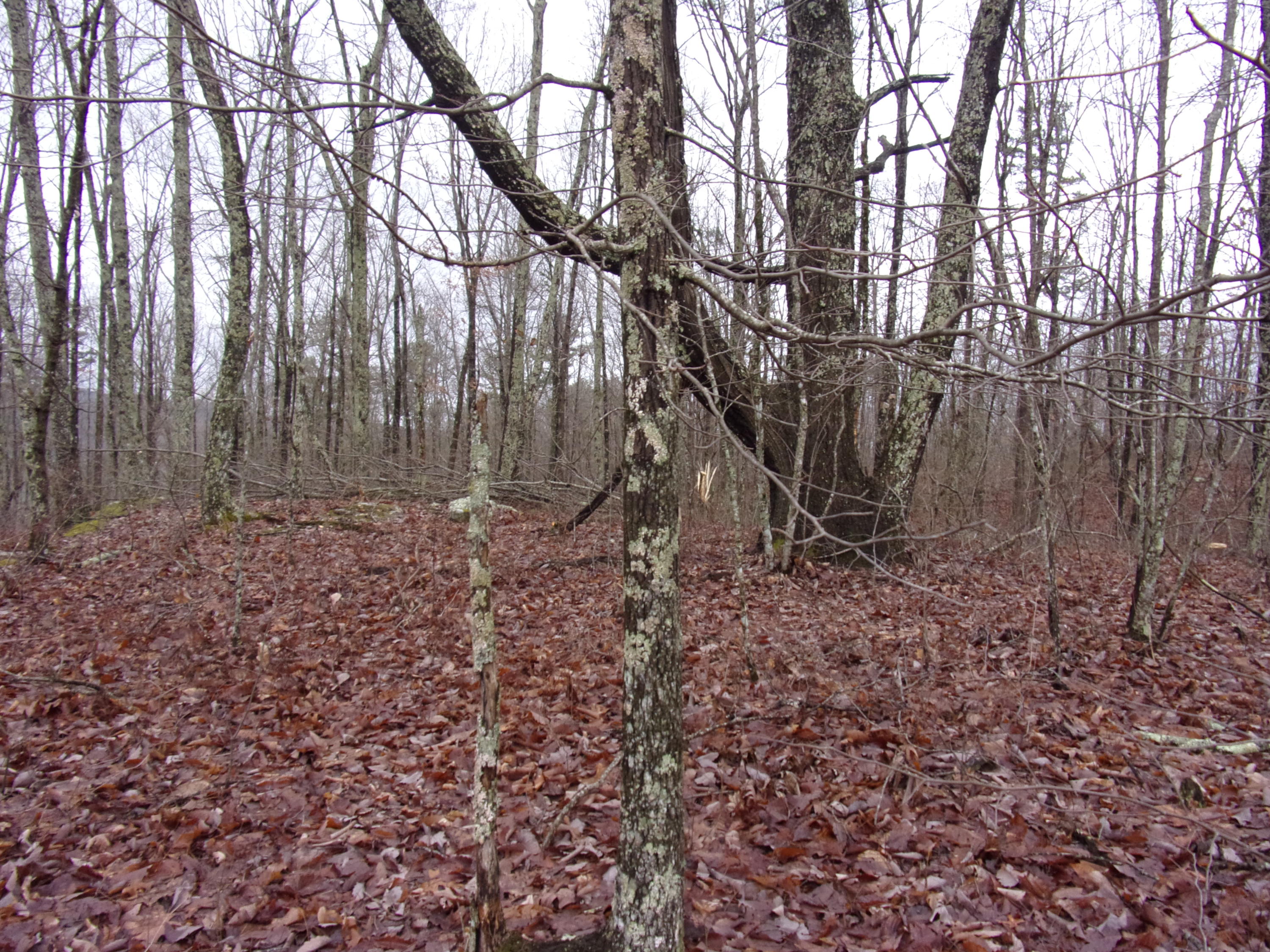 529 Bowater Road Pikeville, TN 37367 - Photo 31 of 61 101_2317