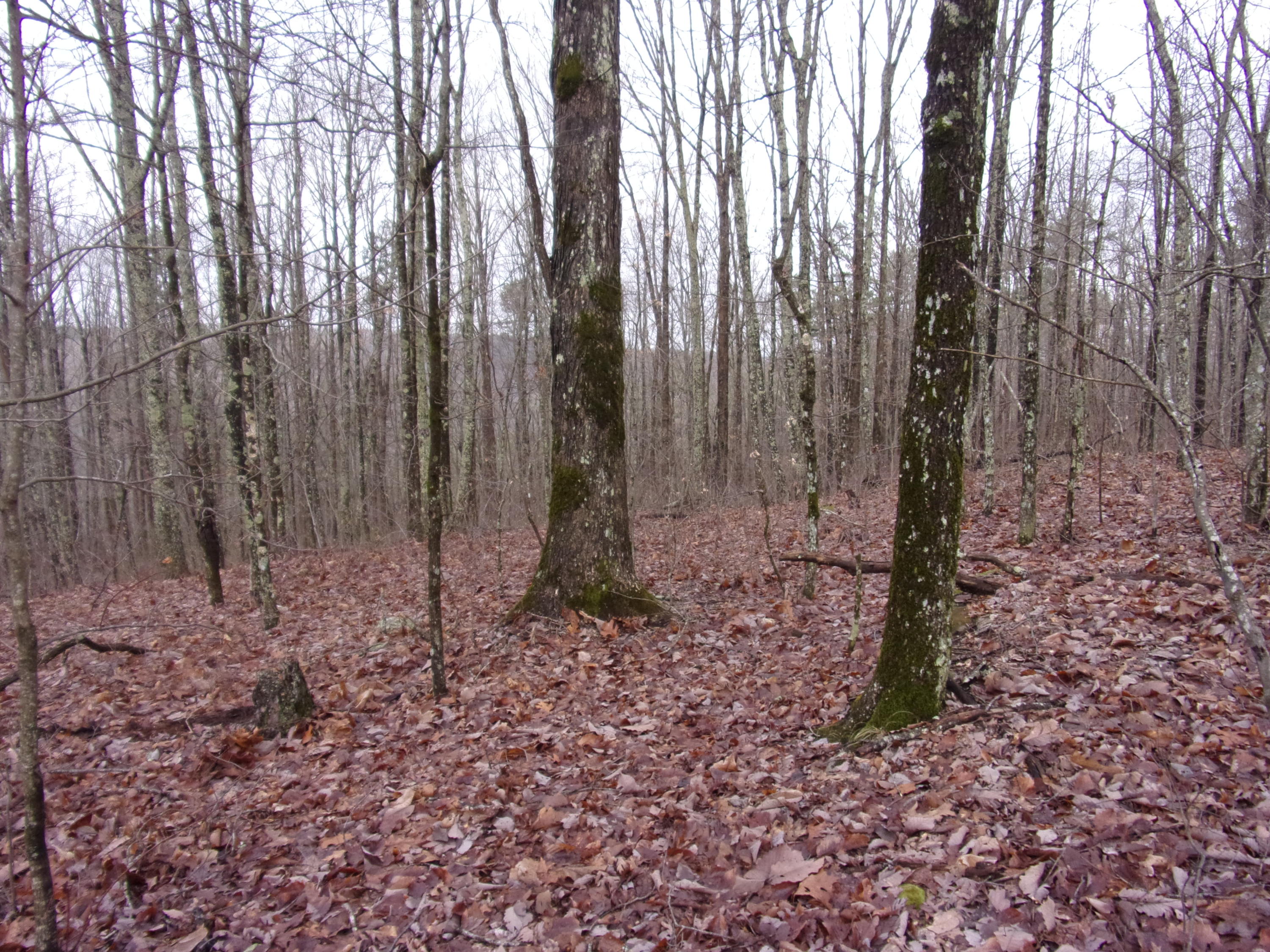 529 Bowater Road Pikeville, TN 37367 - Photo 49 of 61 101_2336