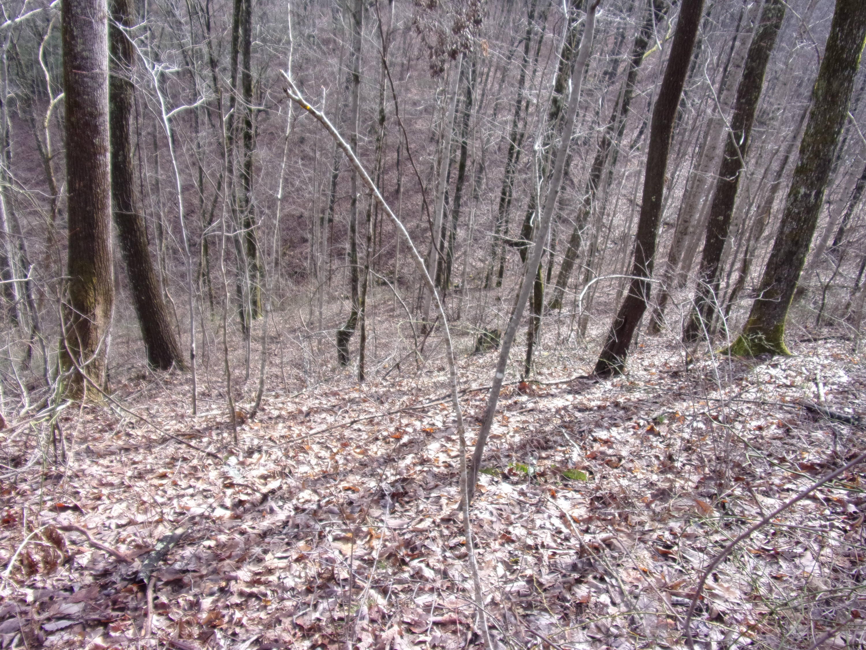 529 Bowater Road Pikeville, TN 37367 - Photo 54 of 61 101_2344