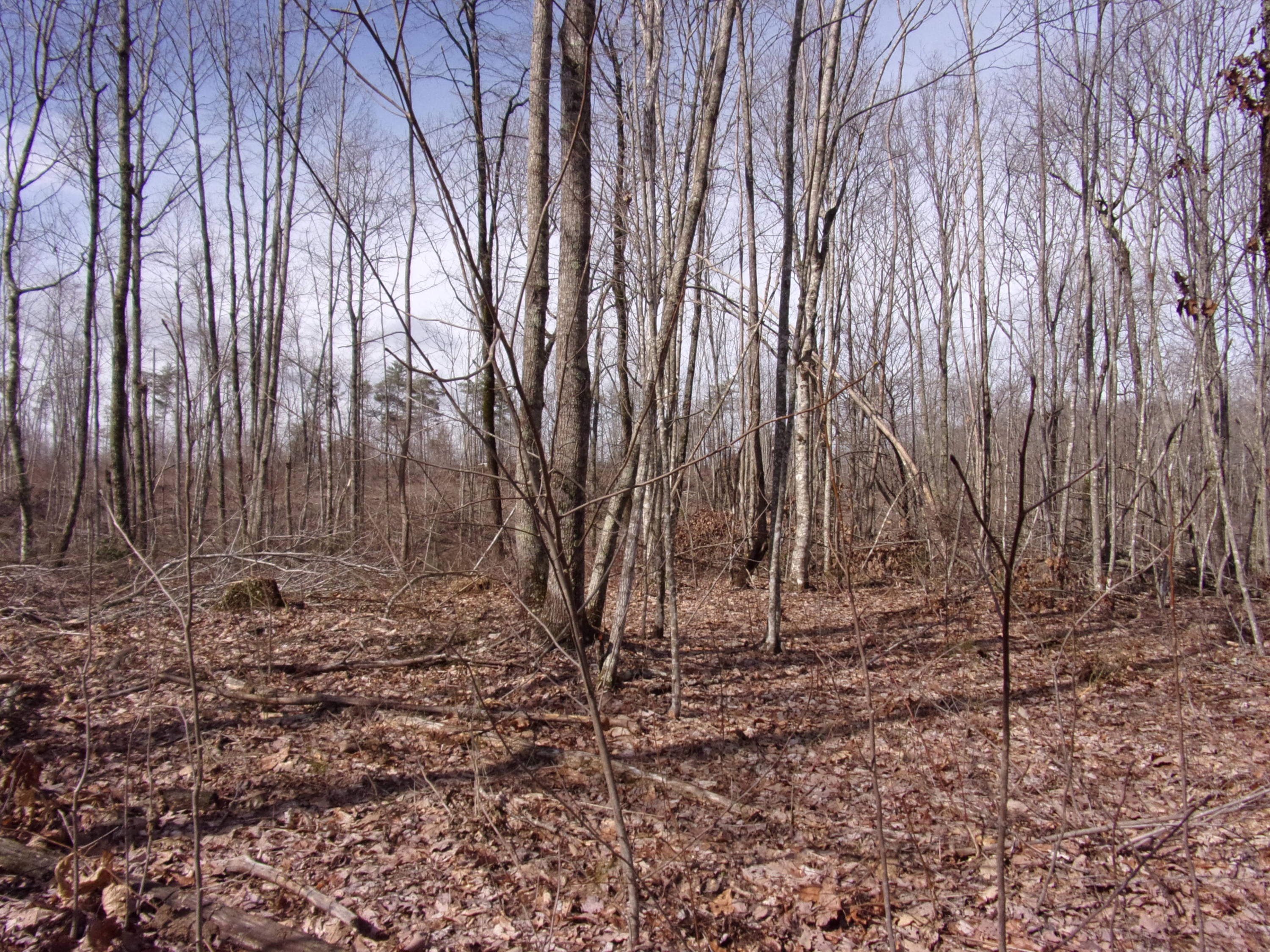 529 Bowater Road Pikeville, TN 37367 - Photo 55 of 61 101_2348