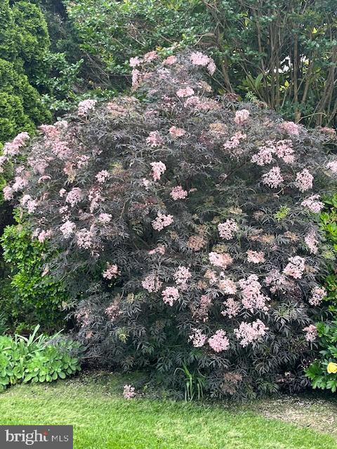 4387 Stepney Drive Gainesville, VA 20155 - Photo 68 of 74 a view of tree