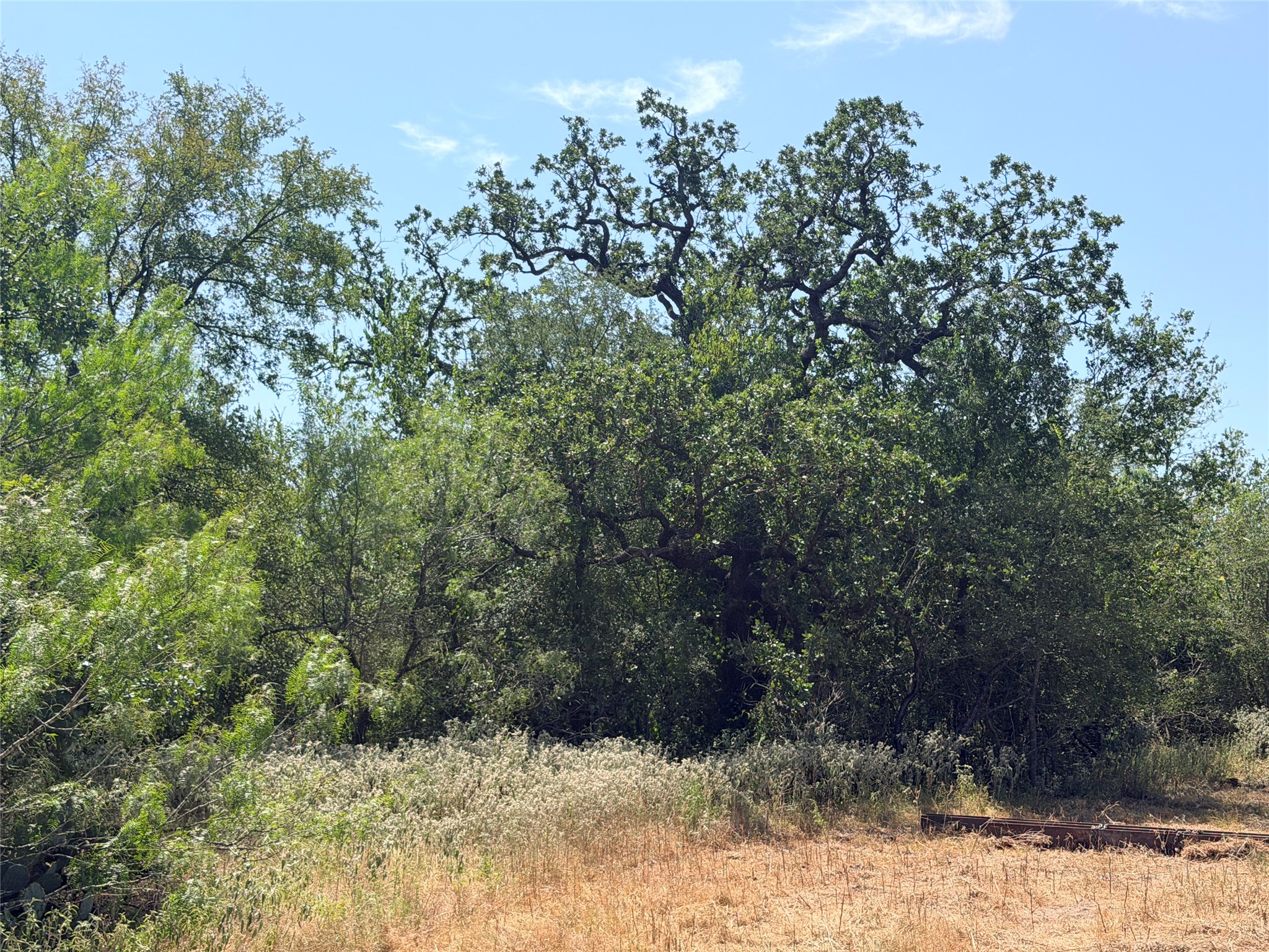Mature trees rise above natural ground cover and open space under a clear blue sky.