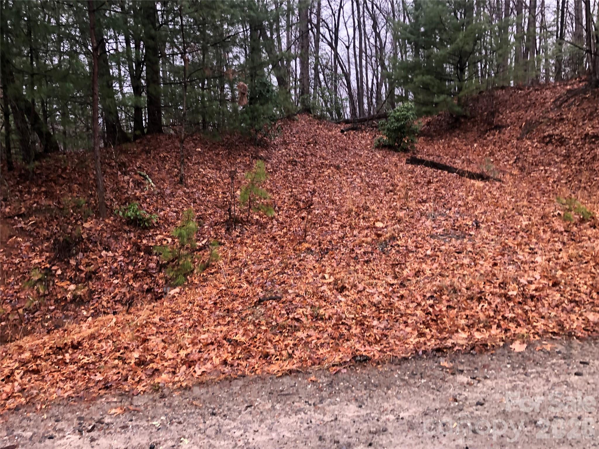 Tbd Pepper Bush Road, Unit 105 Purlear, NC 28665 - Photo 3 of 30 a view of a yard with plants and trees