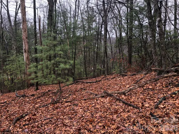 a view of a forest filled with trees
