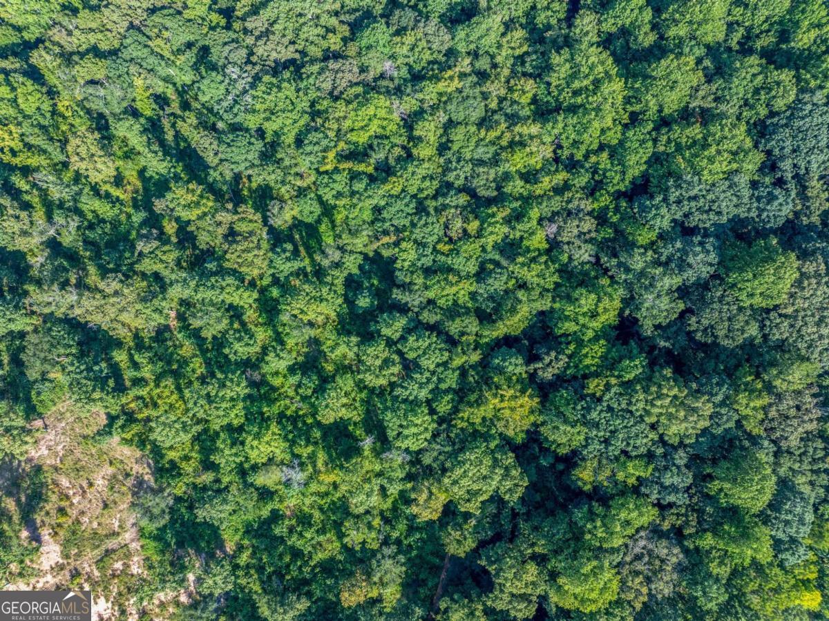 Lot 4 Stewart Loop Jefferson, GA 30549 - Photo 7 of 12 a view of a lush green forest
