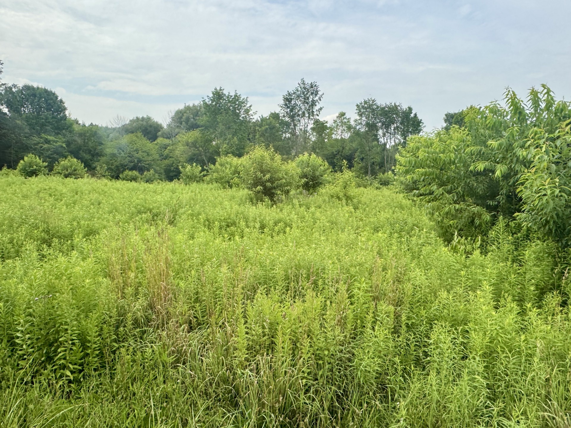 Ready to build meadow with approved septic