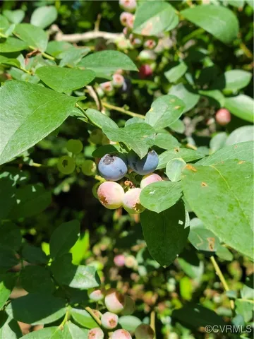 a view of flowers in a garden