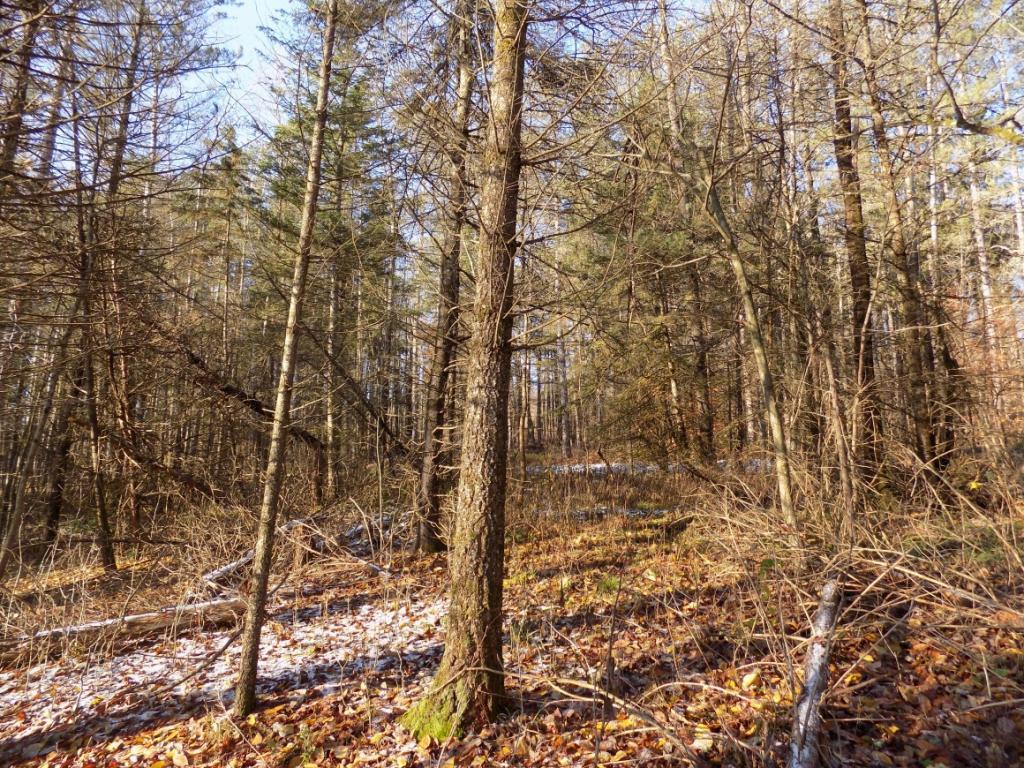 922 Page Brook Road Whitney Point, NY 13862 - Photo 4 of 8