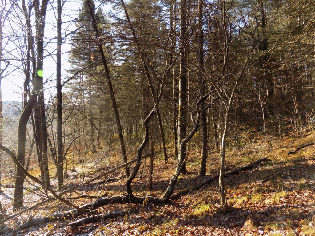 922 Page Brook Road Whitney Point, NY 13862 - Photo 6 of 8