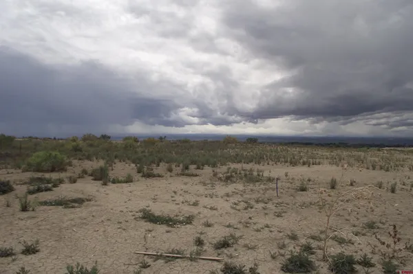 a view of a dry yard with lots of bushes