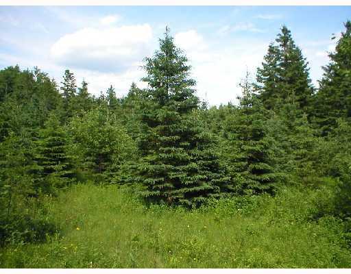 0 Loon Lake Road Rangeley, ME 04970 - Photo 5 of 8 View. Mature spruce trees make for a...