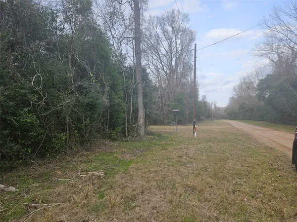 a view of a forest with trees in the background