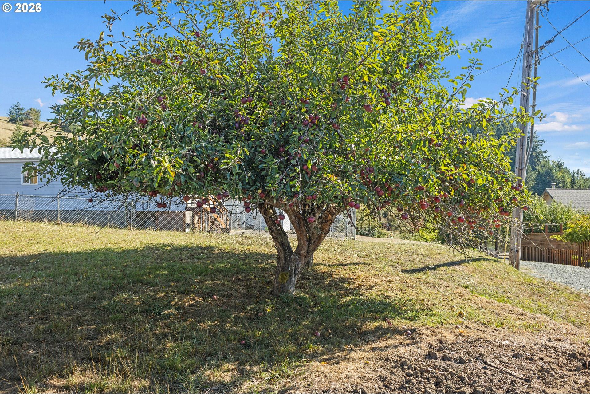 1826 22nd Street Myrtle Point, OR 97458 - Photo 10 of 38 Gallery Image 10