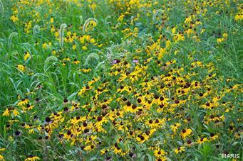 32602 Delhi Road Brighton, IL 62012 - Photo 49 of 52