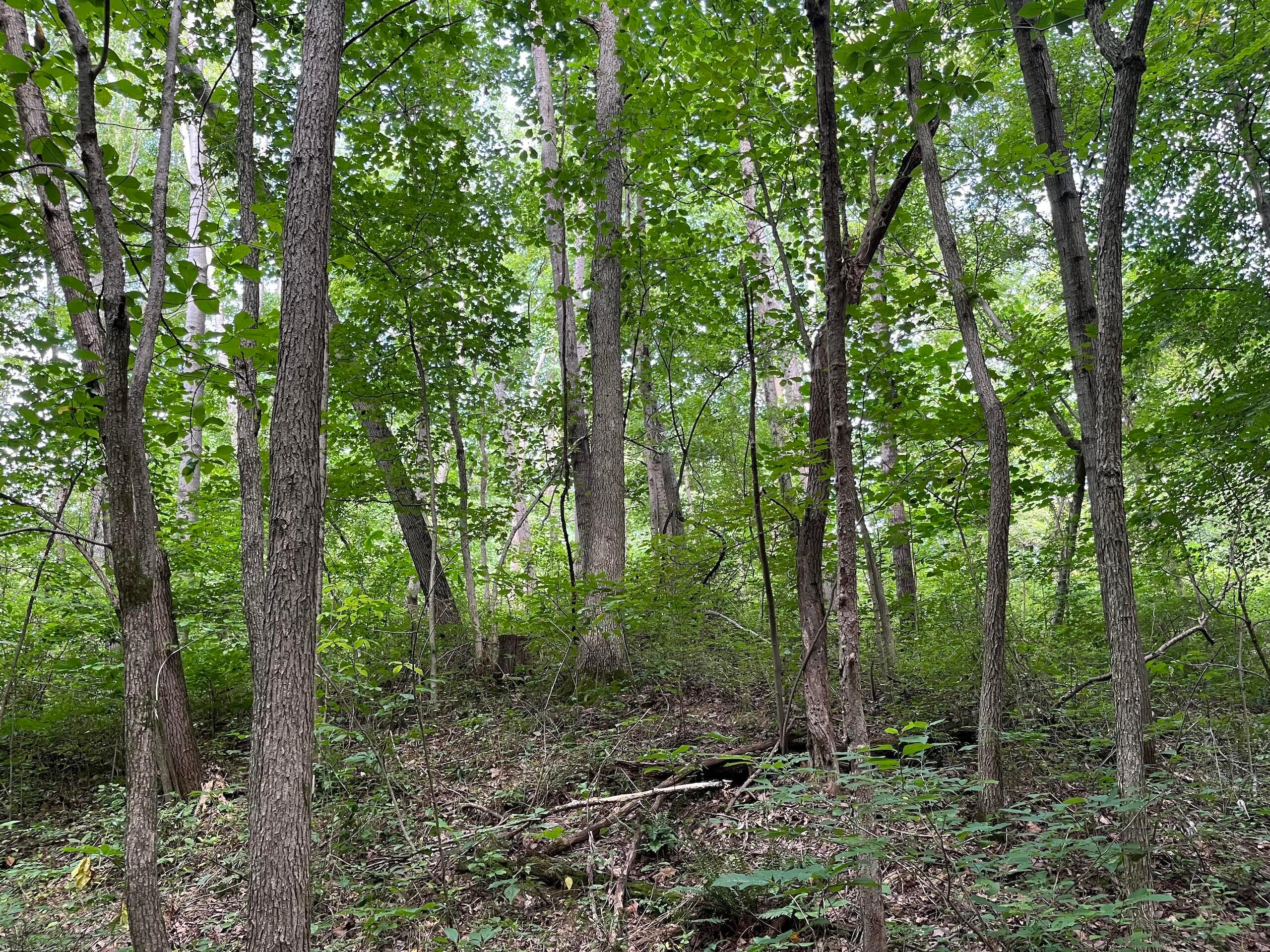 0 South Side Sand Ridge Road Albany, OH 45710 - Photo 57 of 90 IMG_5532