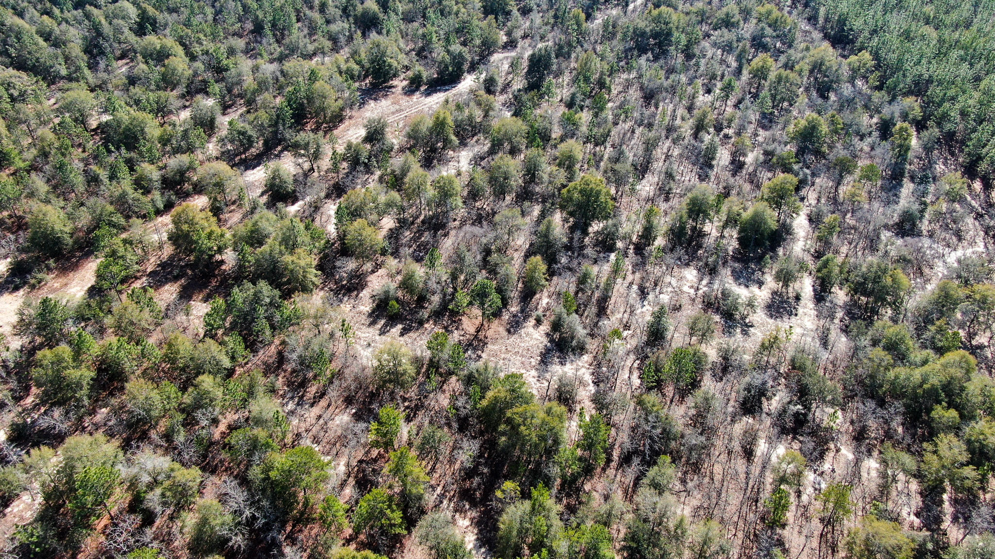 80-acres Hub Presley Road Laurel Hill, FL 32567 - Photo 11 of 18 a view of a forest