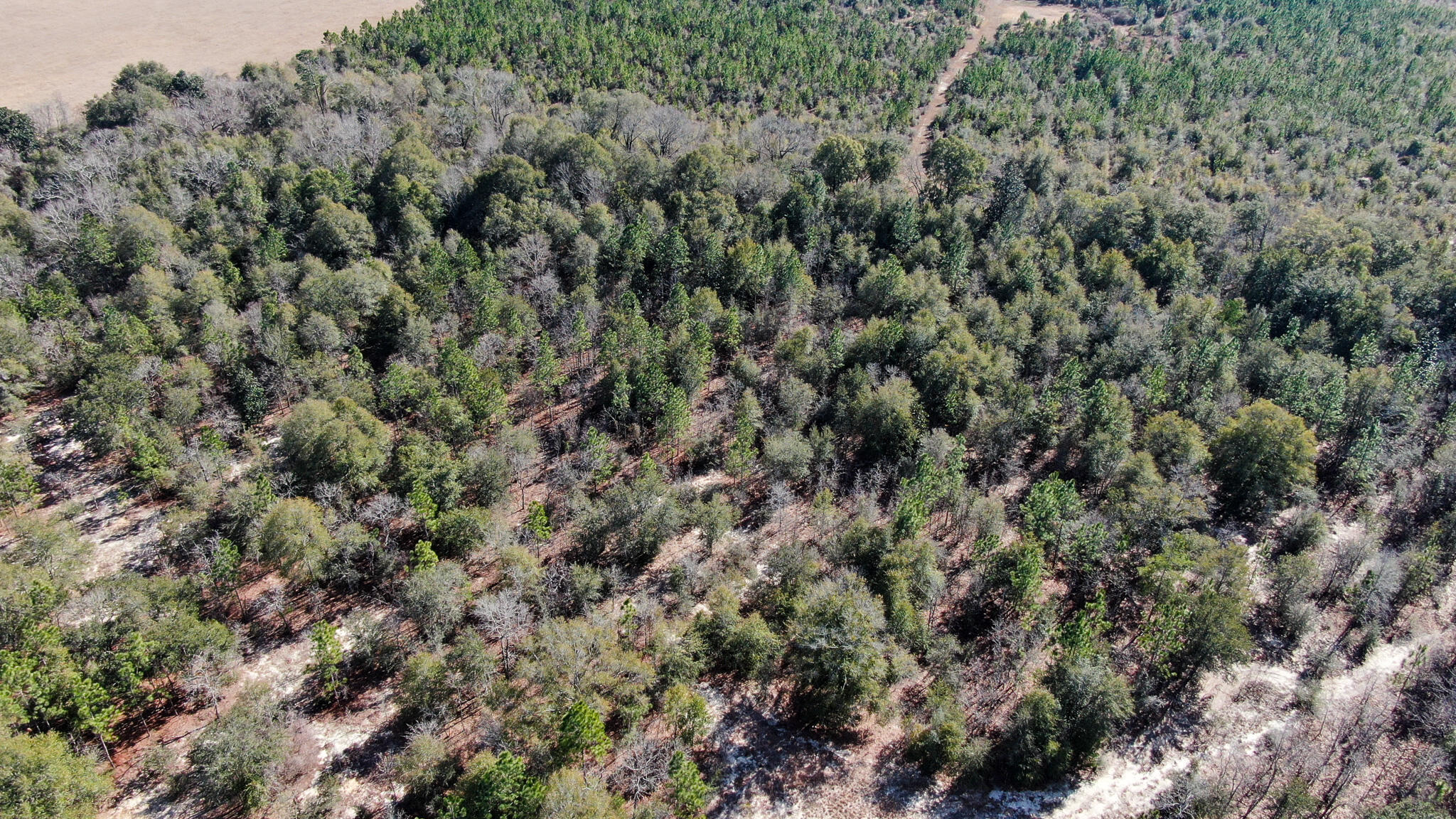 80-acres Hub Presley Road Laurel Hill, FL 32567 - Photo 12 of 18 an aerial view of house with yard and trees