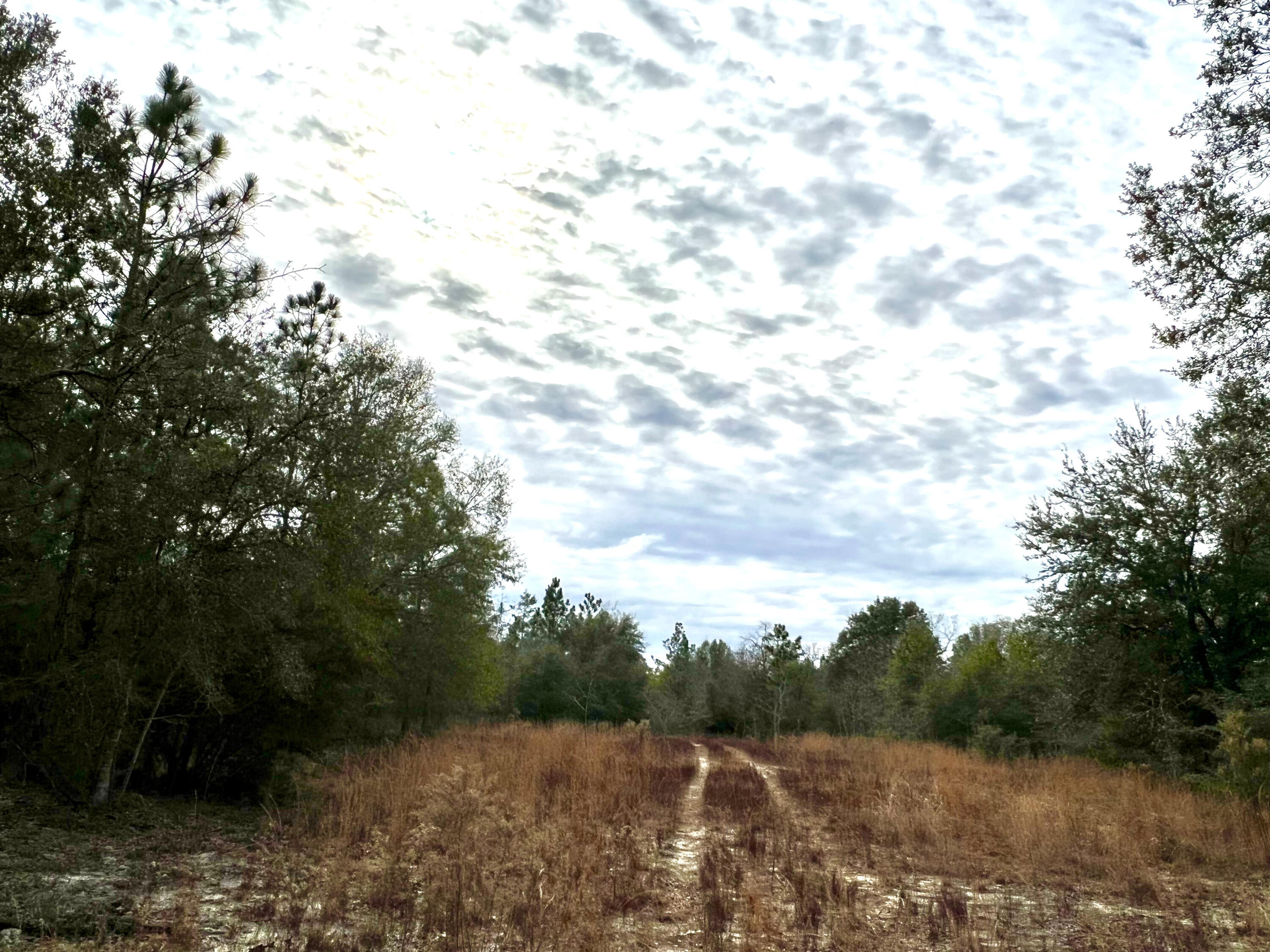 80-acres Hub Presley Road Laurel Hill, FL 32567 - Photo 15 of 18 a view of a forest with trees in the background