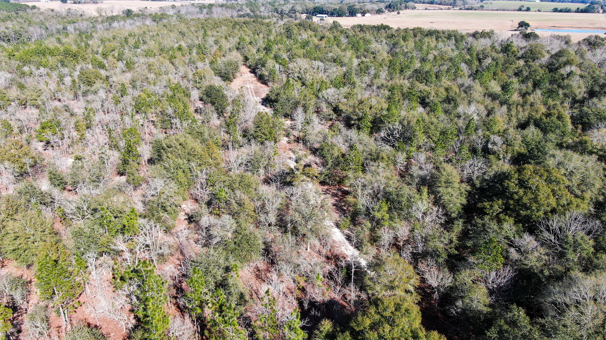 80-acres Hub Presley Road Laurel Hill, FL 32567 - Photo 16 of 18 a view of a forest with a tree