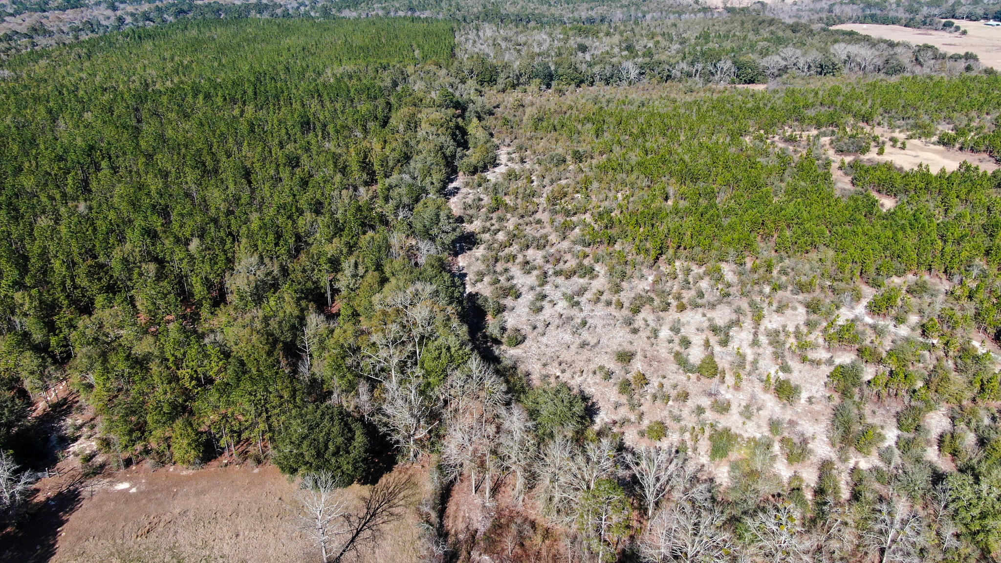 80-acres Hub Presley Road Laurel Hill, FL 32567 - Photo 17 of 18 a view of a green field with lots of bushes
