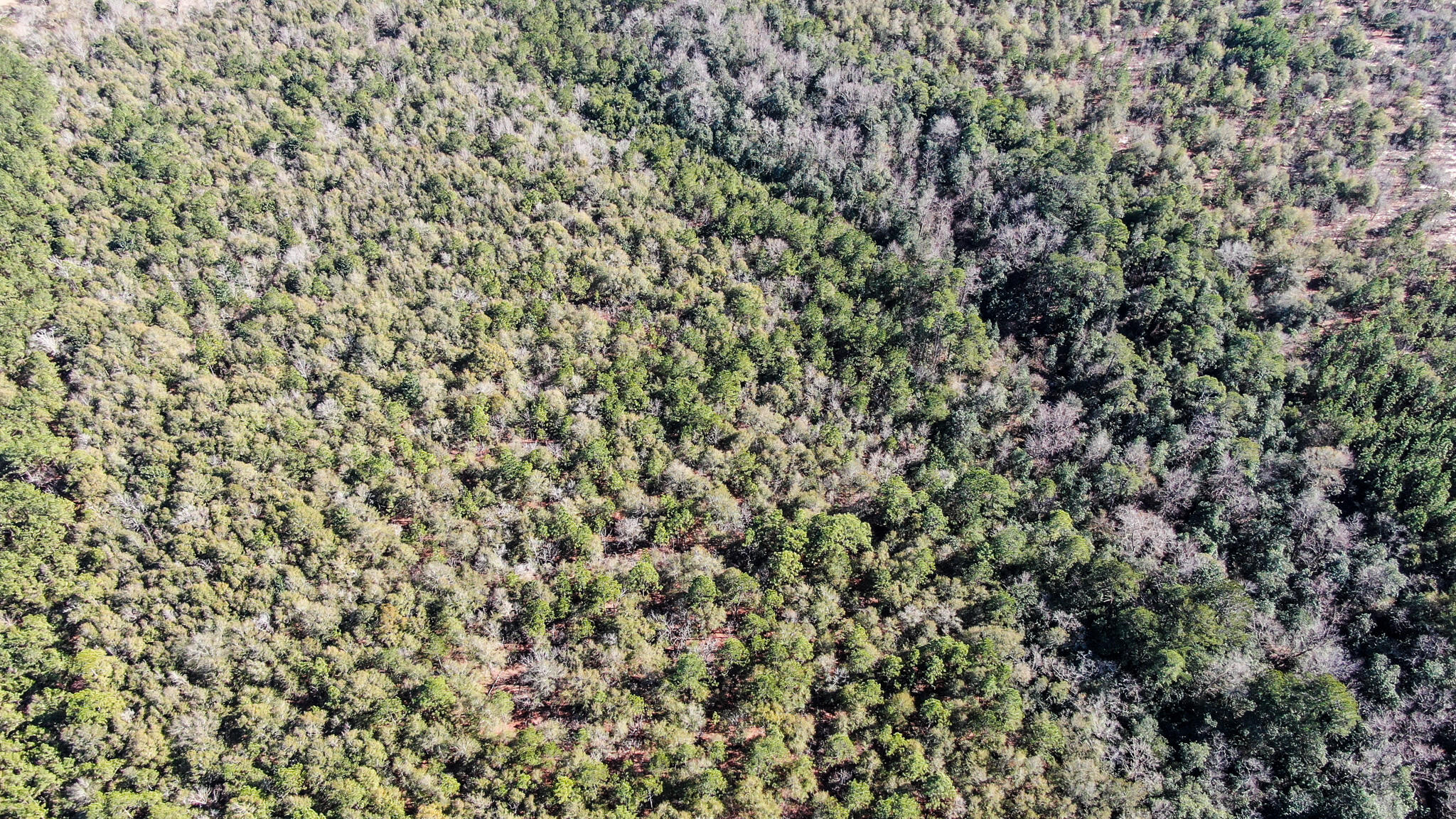 80-acres Hub Presley Road Laurel Hill, FL 32567 - Photo 7 of 18 unknown