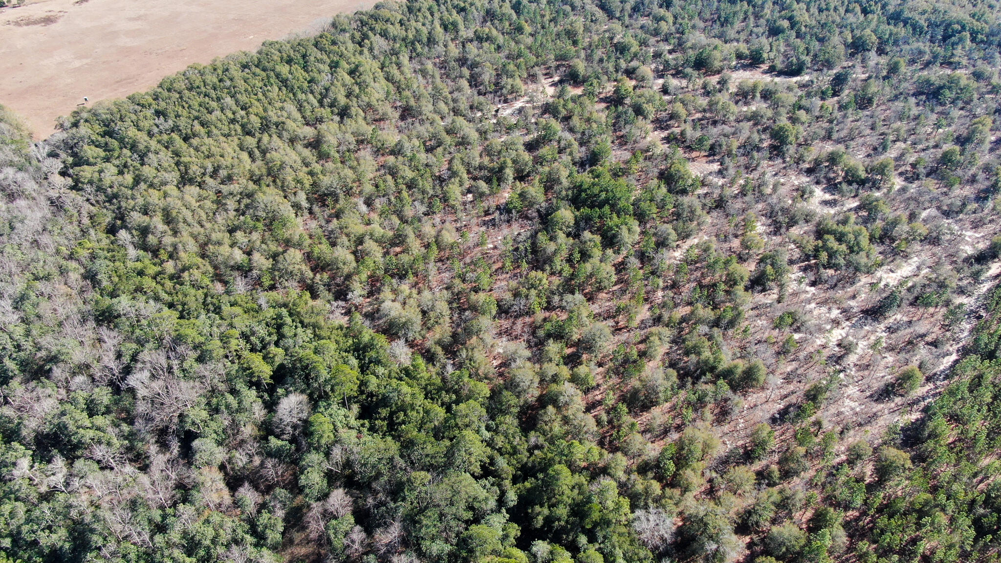 80-acres Hub Presley Road Laurel Hill, FL 32567 - Photo 8 of 18 a view of a field